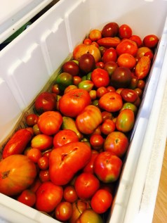 cooler tomatoes