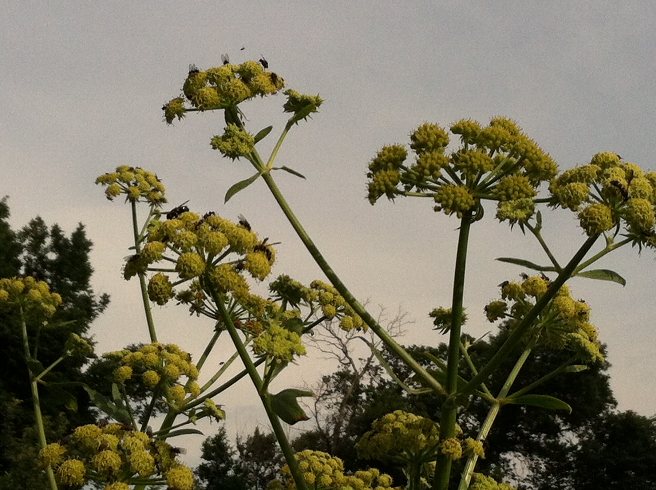 lovage flowers