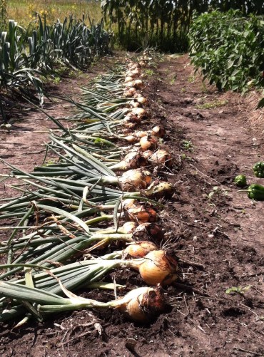 onion harvest